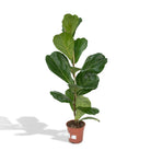 Ficus Lyrata - Rubber plant - Ø17cm - ↕75cm by MEERgroothandel Planten
