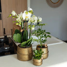 Hummingbird Home | Groove flower pot - Golden ceramic decorative pot - pot size - Ø6cm by Kolibri Company