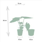 Ficus Elastica Melany - Ø21cm - ↕85cm + Alocasia Wentii - Ø19cm - ↕60cm + Mand Igmar by MEERgroothandel Planten