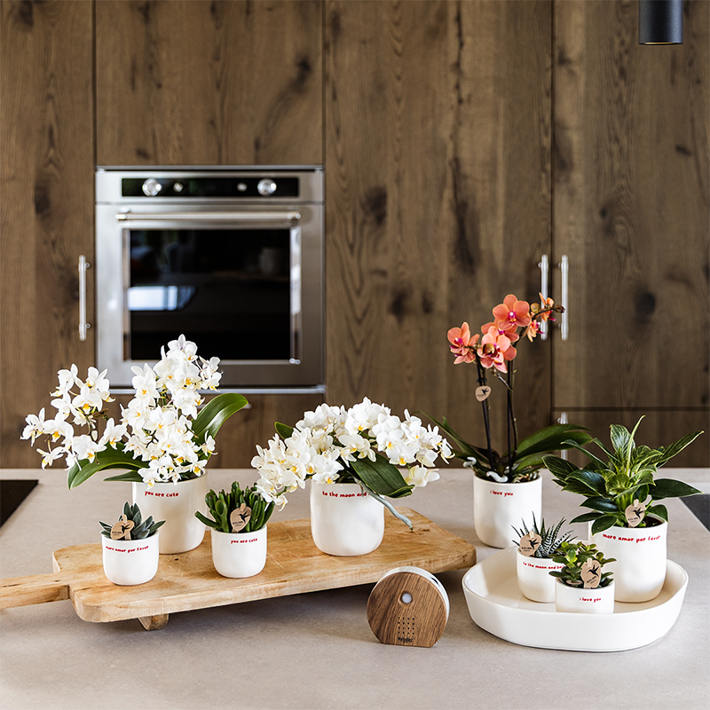 Kolibri Home | To the moon and back sierpot - Ø9cm by Kolibri Company