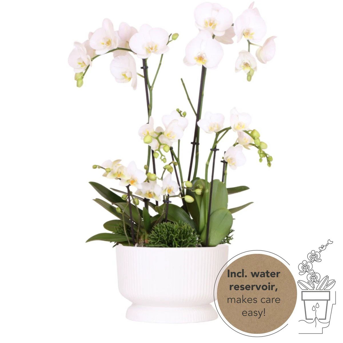 Hummingbird Orchids | white plant set in Diabolo white dish incl. water reservoir | three white orchids and three green plants | Field Bouquet white with self-sufficient water reservoir by Kolibri Company