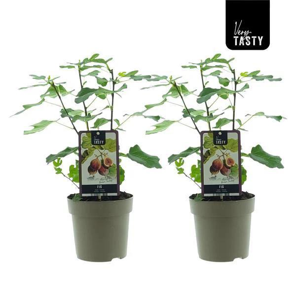 Ficus Brown Turkey (15018) – 2 Stück – Ø15 cm – ↕40 cm von MEERgroothandel Planten