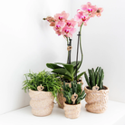 Kolibri-Orchideen | Kombi-Angebot mit 4 Phalaenopsis-Orchideen – Pirate Picotee – Topfgröße Ø12 cm | blühende Zimmerpflanze – frisch vom Züchter von Kolibri Company