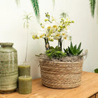 Kolibri Orchids | Purple plant set in Reed Basket incl. Water reservoir | Three Purple Orchids Morelia 9cm and three green plants rhipsalis | Jungle Bouquet Purple with self -sufficient water reservoir by Kolibri Company
