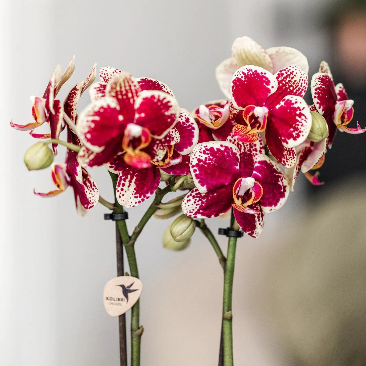 Hummingbird Orchids | Yellow red phalaenopsis orchid - Spain + Bee pot - pot size Ø9cm | flowering houseplant - fresh from the grower by Kolibri Company