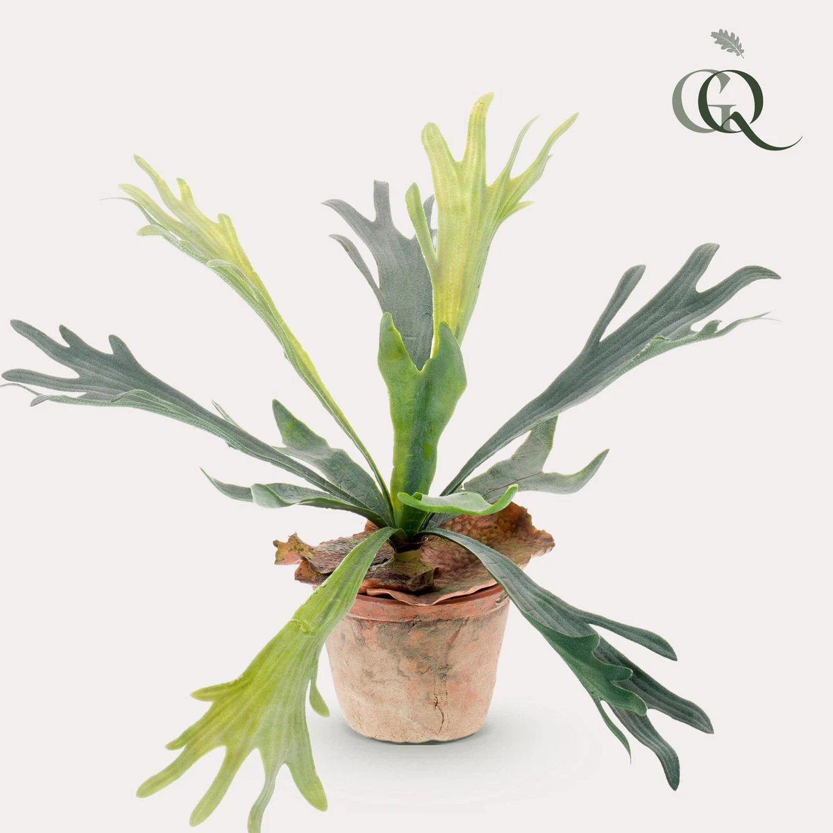 Kunstpflanze – Geweihfarn – Staghorn – 33 cm von Green boutiQ