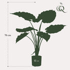 Art plant - Alocasia - Elephants ear - 70 cm by Green boutiQ