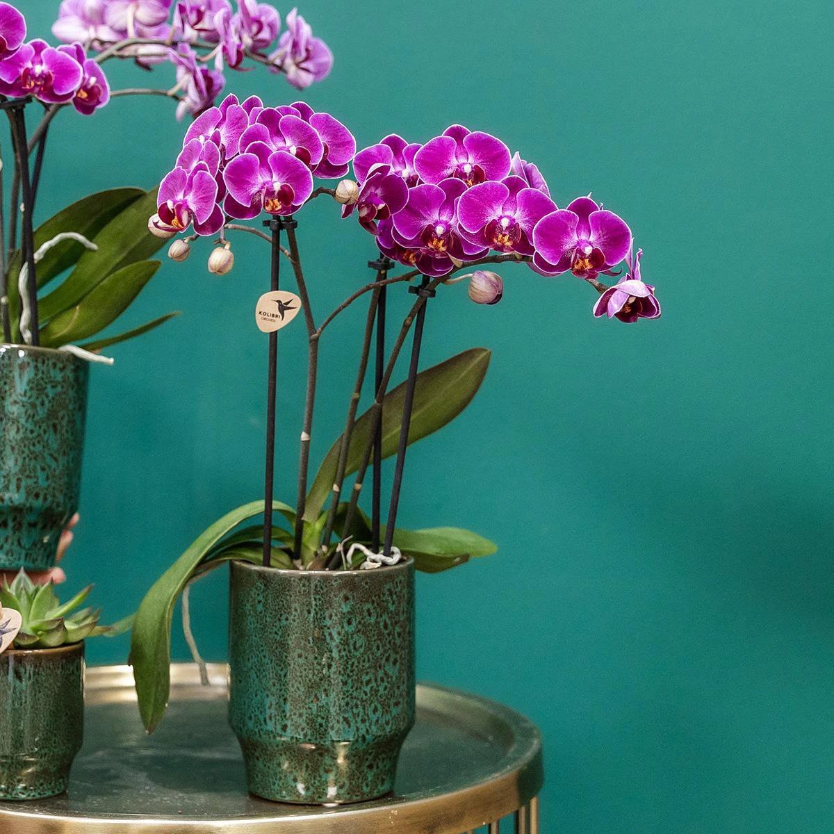 Kolibri Company Kolibri Company – Orchideen Kolibri Company | Violette Phalaenopsis-Orchidee – Morelia Classy green – Topfgröße Ø9 cm | blühende Zimmerpflanze – frisch vom Züchter