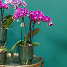 Kolibri Company Kolibri Company – Orchideen Kolibri Company | Violette Phalaenopsis-Orchidee – Morelia Classy green – Topfgröße Ø9 cm | blühende Zimmerpflanze – frisch vom Züchter