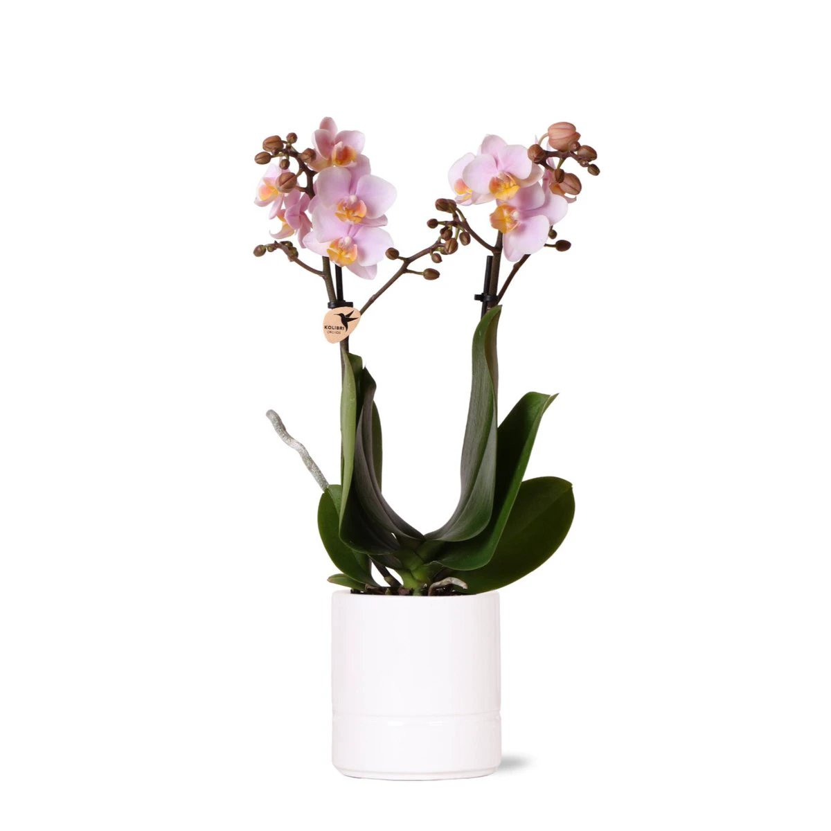 Hummingbird Orchids | Pink phalaenopsis orchid - Andorra + Pastel pot white - pot size Ø9cm | flowering houseplant - fresh from the grower by Kolibri Company