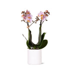 Hummingbird Orchids | Pink phalaenopsis orchid - Andorra + Pastel pot white - pot size Ø9cm | flowering houseplant - fresh from the grower by Kolibri Company