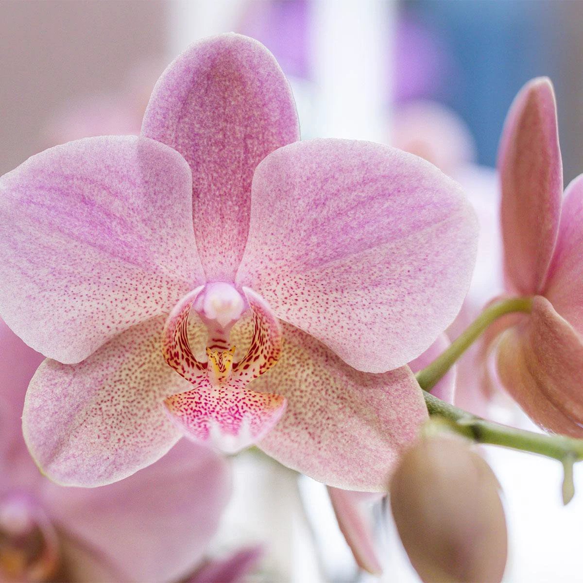 Kolibri Orchids - Surprise box mix - plant discount box - surprise box with 4 different orchids 12cm - fresh from the grower by Kolibri Company