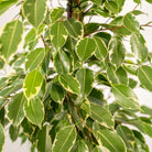 Ficus benjamina Goldenking - Ø21cm - ↕95cm by MEERgroothandel Planten