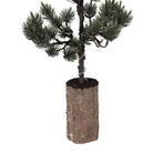 Mini Artificial Christmas Tree 28x28x80 cm / 3xAAA Green Wood by Clayre & Eef.