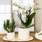 Kolibri Company | Pflanzen-Set Star Fish klein | Weiße Phalaenopsis-Orchidee Lausanne und Sukkulente inkl. keramischer Dekotöpfe auf weißem Bio-Tablett von Kolibri Company