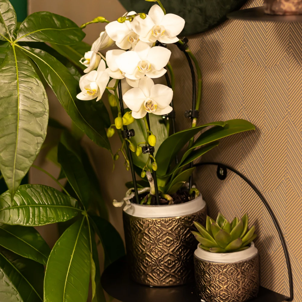 Colibr Orchids | weiße Phalaenopsis-Orchidee – Nigara Fall – Potmate Ø9 cm | Wohnzimmerpflanze – frisch vom Züchter von Kolibri Company