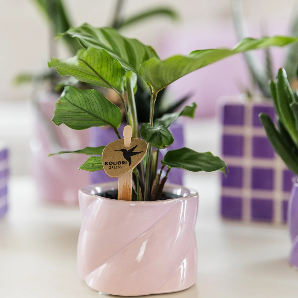 Kolibri Greens | Green Plant - Calathea - Green houseplant - Fresh of the grower - Ø6cm by Kolibri Company