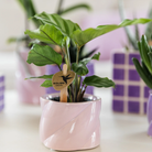 Kolibri Greens | Green Plant - Calathea - Green houseplant - Fresh of the grower - Ø6cm by Kolibri Company