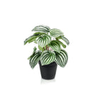 Kunstpflanze – Peperomia Argyreia – Wassermelone – 25 cm von Green boutiQ
