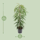 Ficus Binnendijkii Alii - Ø21cm - ↕80cm by MEERgroothandel Planten