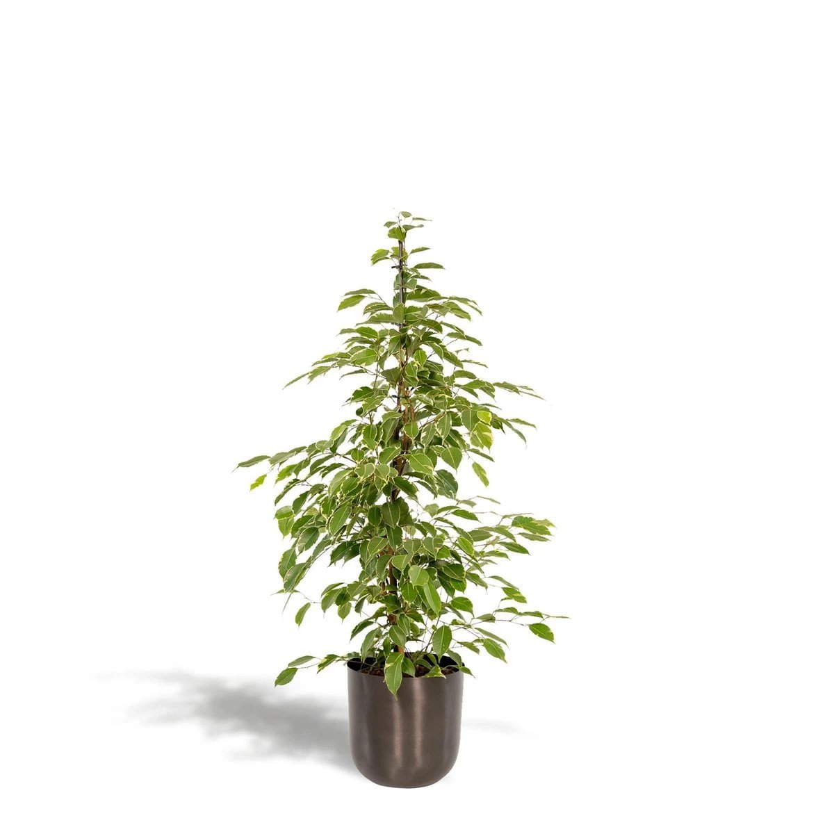 Ficus benjamina Goldenking - ↨95 cm - Ø21 cm + Topf Mayk Lead von MEERgroothandel Planten