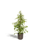 Ficus benjamina Goldenking - ↨95 cm - Ø21 cm + Topf Mayk Lead von MEERgroothandel Planten