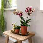 Kolibri-Orchideen | Pflanzset Culture Cocktail Terrakotta klein | Grünpflanzen mit Phalaenopsis-Orchidee in dekorativen Retro-Terrakotta-Töpfen und Goldtablett von Kolibri Company