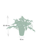 Monstera Minima - Hole plant - Ø15cm - ↕25cm by MEERgroothandel Planten