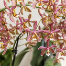 Colibr Orchids | orange Phalaenopis orchid - Spider potmate Ø9cm | -driving room plant - fresh from the grower by Kolibri Company