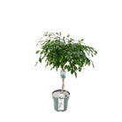 Ficus Adora / Exotica [P27-H120] von MEERgroothandel Planten