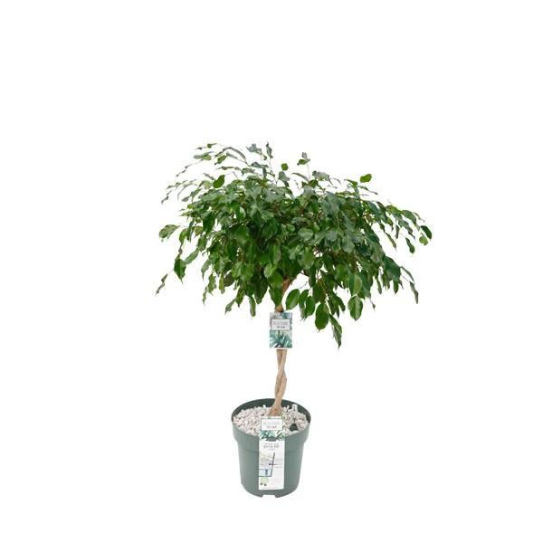 Ficus Adora / Exotica [P27-H120] von MEERgroothandel Planten