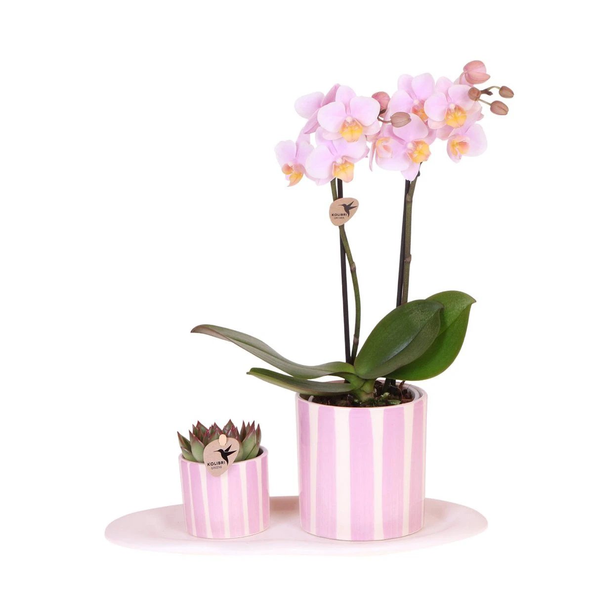 Hummingbird Orchids | Gift set Mediterranean Sunset small | Green plant with pink Phalaenopsis orchid Andorra in Painted Stripe decorative pots on white organic tray by Kolibri Company