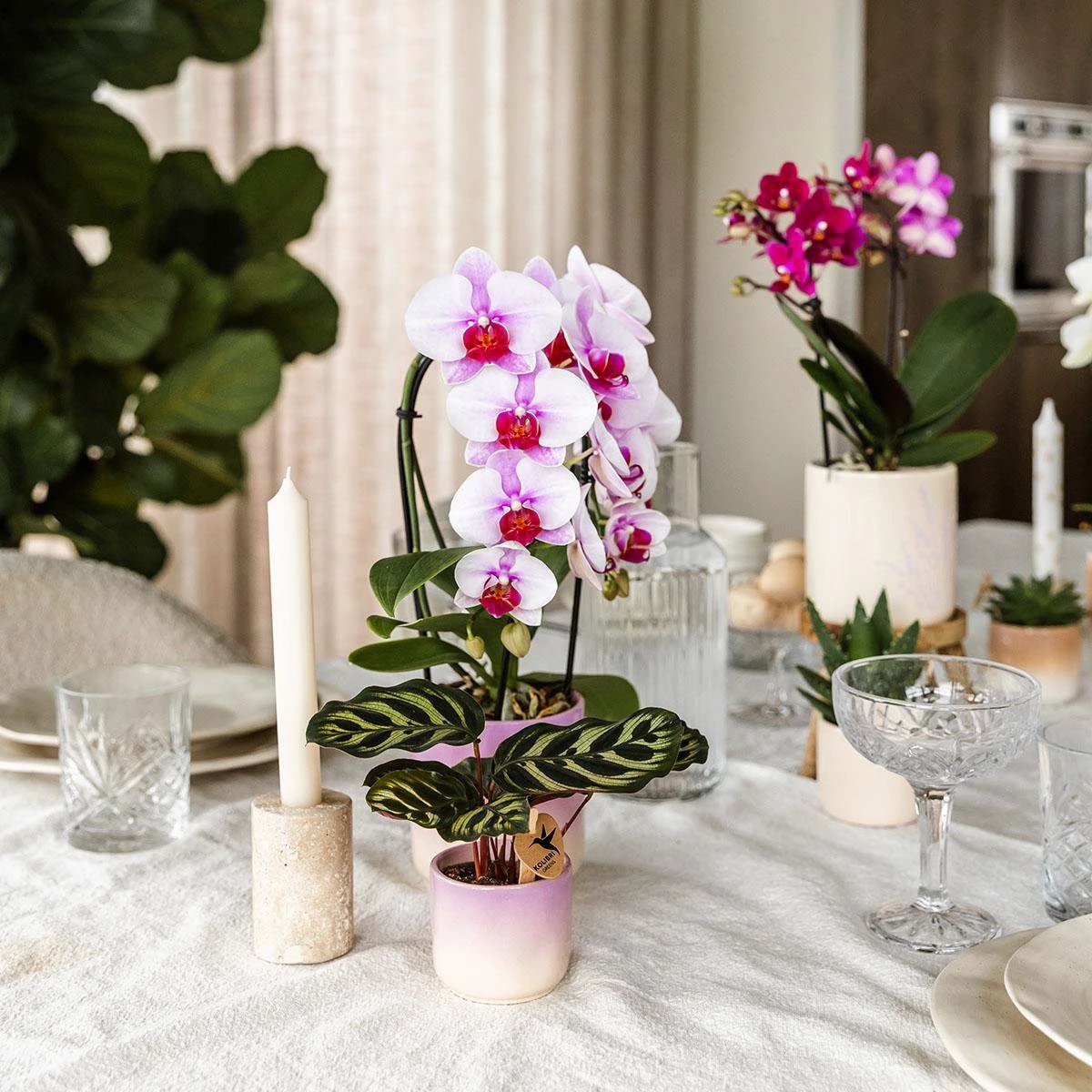 Kolibri Home | Gradience sierpot - Purple - Ø6cm by Kolibri Company