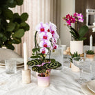 Kolibri Home | Gradience sierpot - Purple - Ø6cm by Kolibri Company