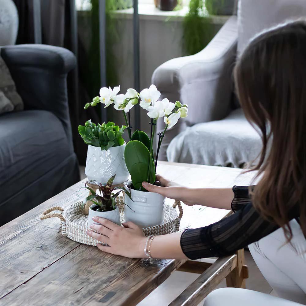 Hummingbird Home | Jug flower pot - White ceramic decorative pot Ø9cm by Kolibri Company