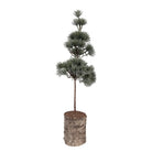 Mini Artificial Christmas Tree 14x14x45 cm Green Wood by Clayre & Eef.