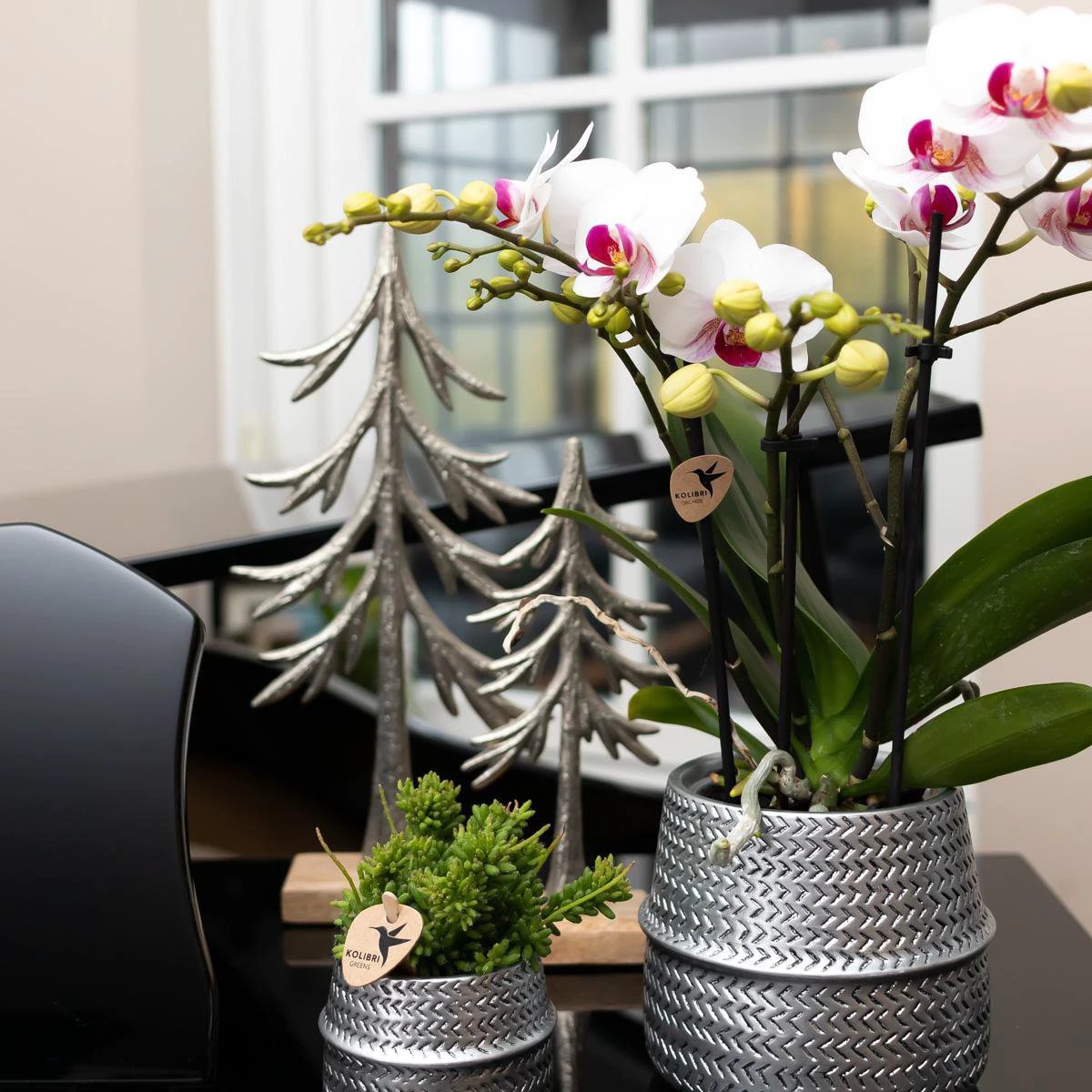Colibr Orchids | white Phalaenopis orchid pot measure Ø9cm | Gibraltar | -driving room plant - freshly from the grower by Kolibri Company