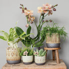 Kolibri Greens | Green Plant - Succulent Echeveria Miranda | green houseplant - fresh from the grower - Ø9cm by Kolibri Company