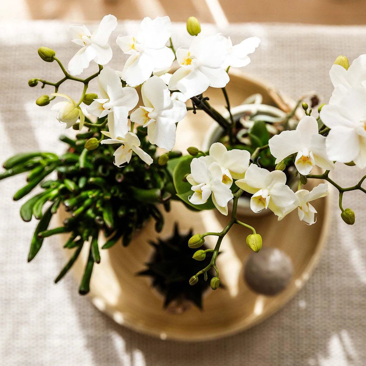 Hummingbird Company | Plant set Slow Living | White Phalaenopsis Orchid Lausanne and Succulents incl. ceramic decorative pots by Kolibri Company