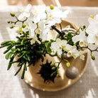 Hummingbird Company | Plant set Slow Living | White Phalaenopsis Orchid Lausanne and Succulents incl. ceramic decorative pots by Kolibri Company