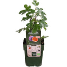 Ficus Gustissimo Perretta – Ø19 cm – ↕50 cm – Ø13 – ↨45 cm von MEERgroothandel Planten