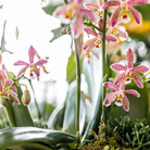 Colibr Orchids | orange Phalaenopis orchid - Spider potmate Ø9cm | -driving room plant - fresh from the grower by Kolibri Company