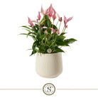 White Lilli by Blooming Luxury