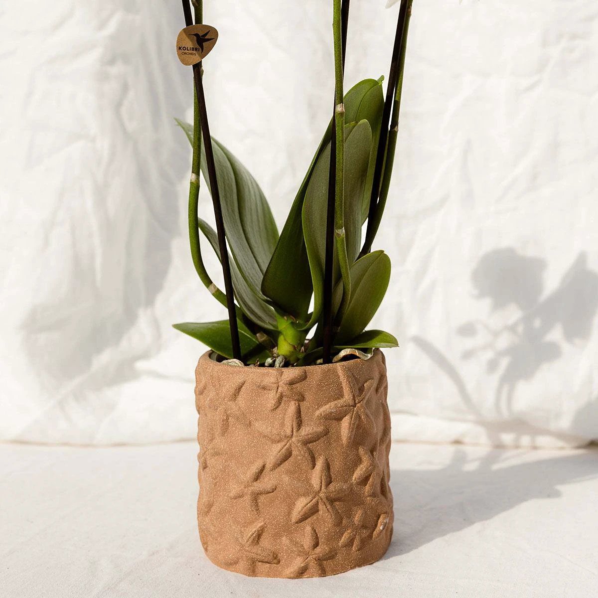 Kolibri Home | Star Fish sierpot - Sand - Ø9cm by Kolibri Company