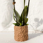 Kolibri Home | Star Fish sierpot - Sand - Ø9cm by Kolibri Company