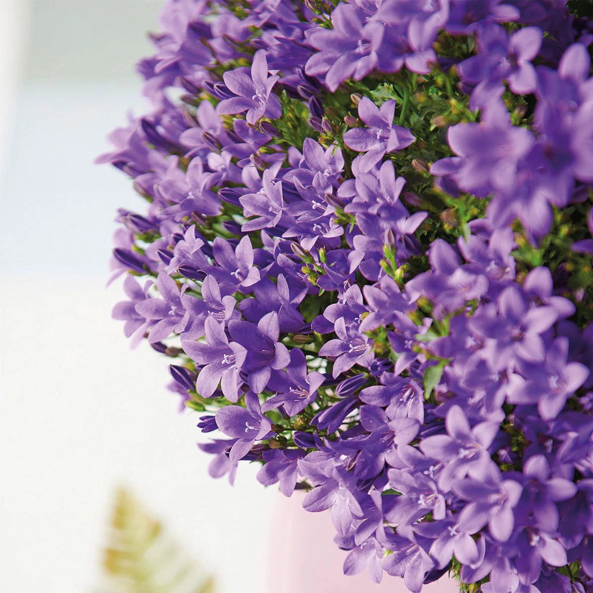 Campanula Addenda - Klokjesbloem Purple Pot size 12cm - 1m2 ground cover - 6 pieces - Ambrella Purple - Garden plants - hardy by Kolibri Company