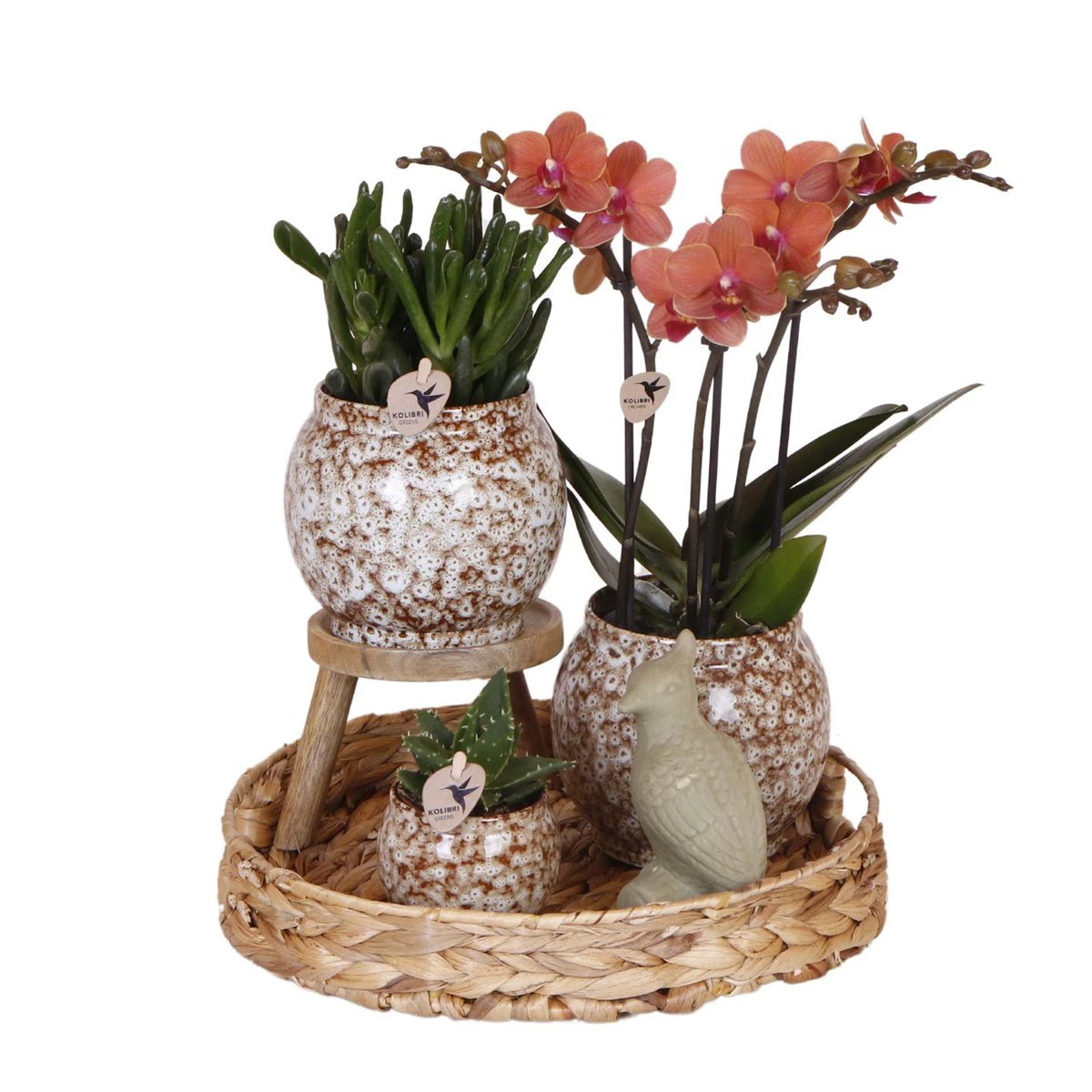 Hummingbird Company | Gift set Untamed Nature | Plant set with red Phalaenopsis Orchid and Succulents incl. ceramic decorative pots by Kolibri Company