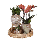 Kolibri Company | Geschenkset Ungezähmte Natur | Pflanzenset mit roter Phalaenopsis-Orchidee und Sukkulenten inkl. keramischer Dekotöpfe von Kolibri Company