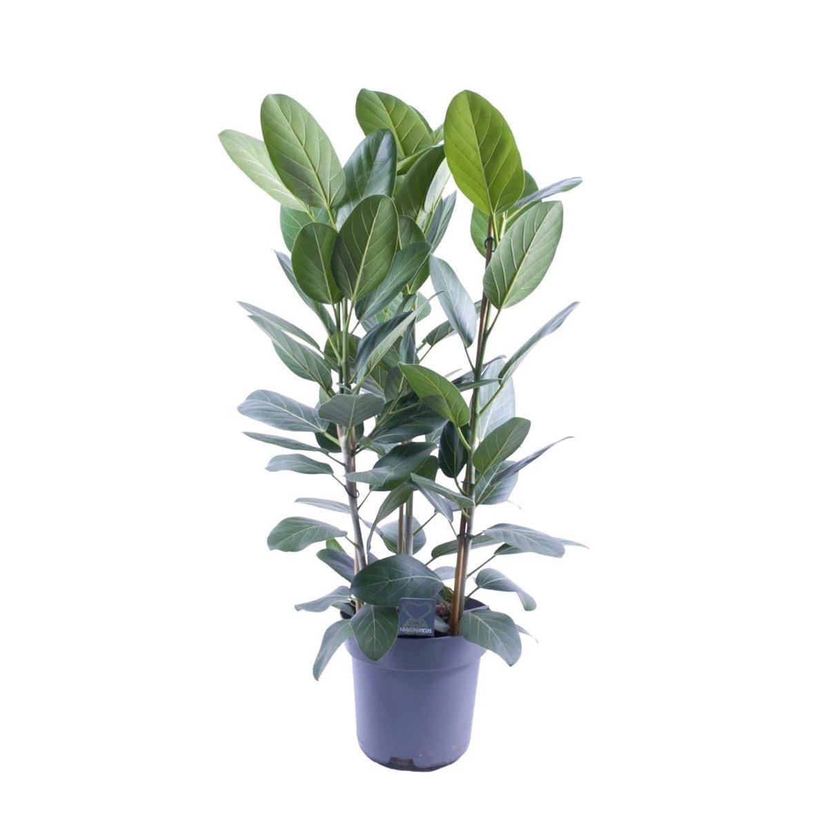 Ficus Audrey Tuft 3 cuttings - Ø27cm - ↕105cm by MEERgroothandel Planten