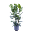 Ficus Audrey Tuft 3 cuttings - Ø27cm - ↕105cm by MEERgroothandel Planten
